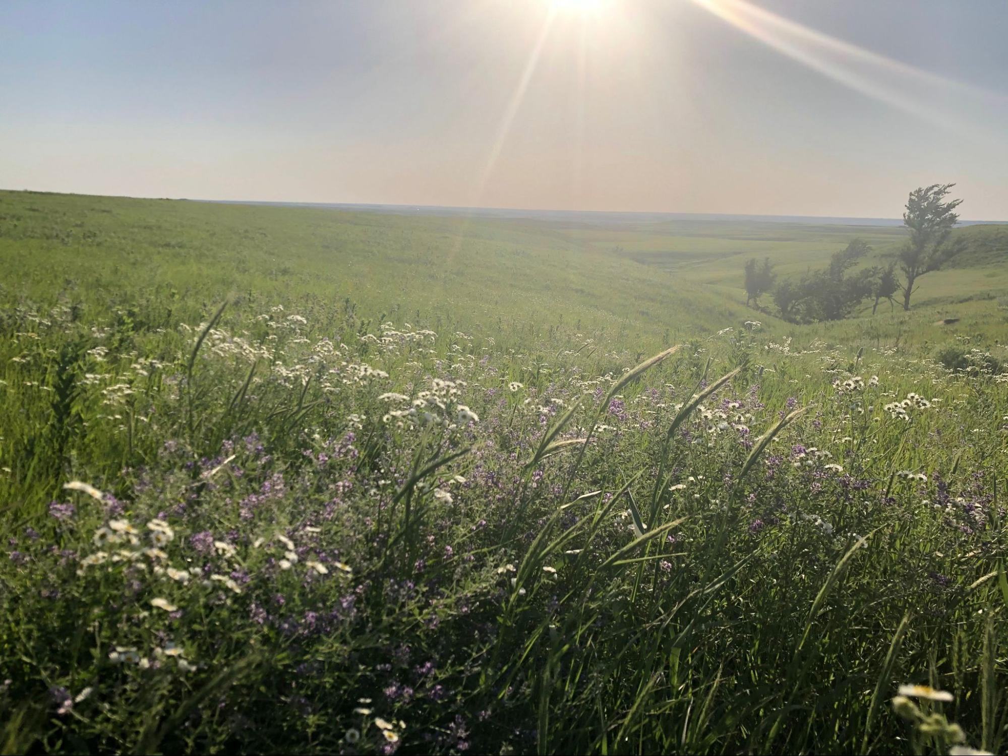 Native prairie